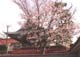 門の横の桜